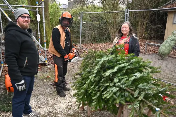 Weihnachtsbaumverkauf für den guten Zweck
