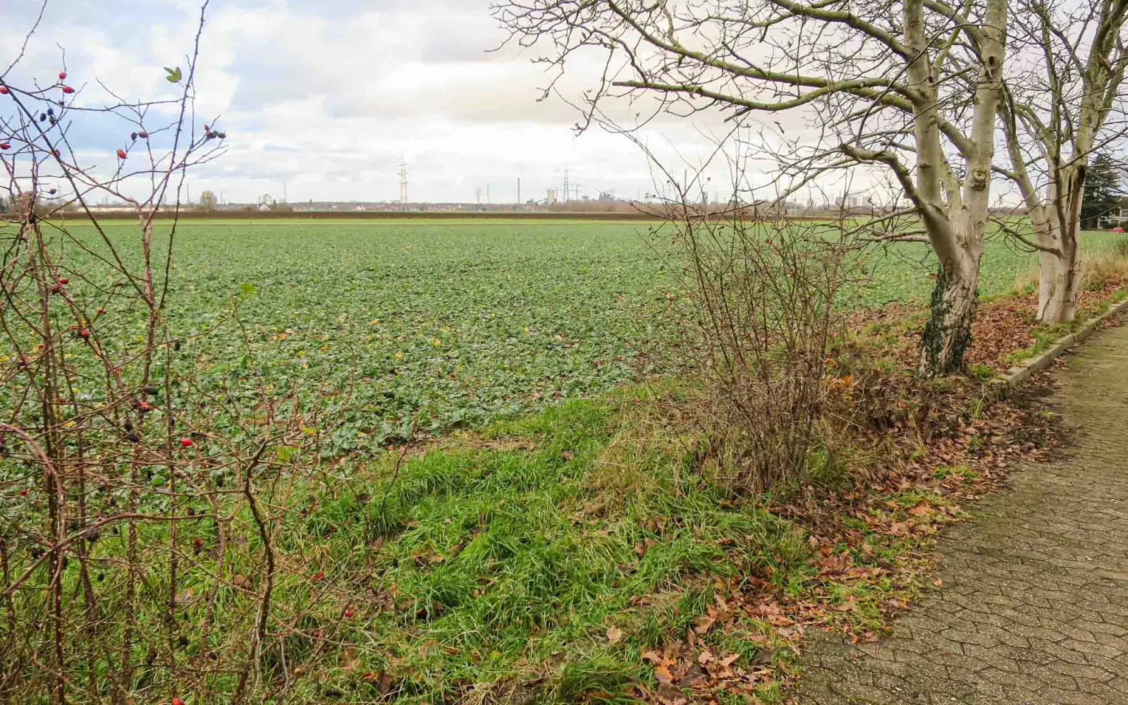 Ackerland am Wasserwerksweg in Wittlaer-Bockum (Blick nach Norden). Ein Wohnquartier in der Größe von knapp fünf Hektar ist hier strittig. Foto: hs