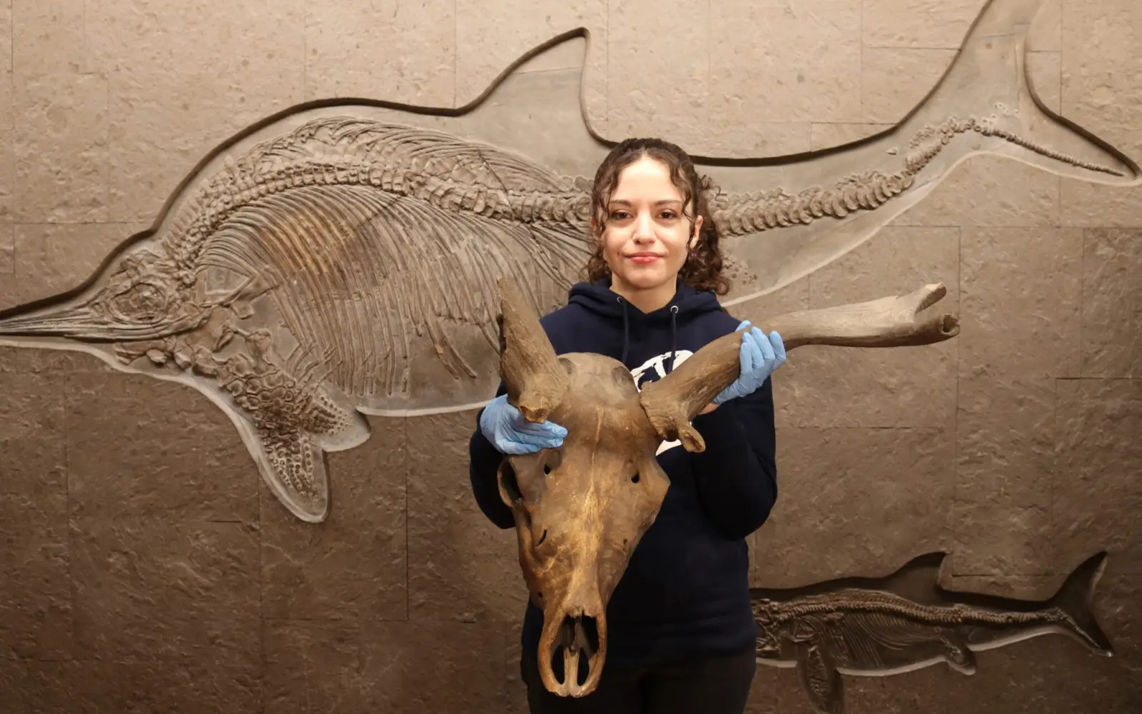 Der Schädel eines prähistorischen Riesenhirschs und das Fossil eines Ichthyosauriers gehören zu den geologischen Highlights der Sammlung im Aquazoo. Daneben gibt es aber auch etliche weitere „Schätze“. Foto: Arbeitskreis Geologie Aquazoo