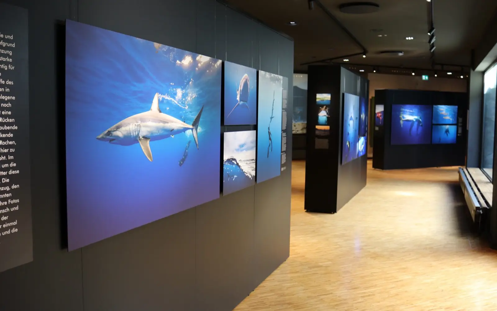 Der Freundeskreis des Aquazoo Löbbecke Museum bietet zugunsten des Meeresschutzes über die Website des Instituts hochwertige Originaldrucke aus der Ausstellung "Giganten des Atlantiks: Tauchexpedition Azoren" zum Verkauf an. Archivfoto von der Ausstellungseröffnung 2023