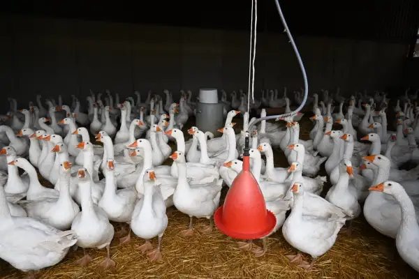 „Haus Grind“ lässt Tiere im Stall: Heu, Stroh und Papiertüten sorgen für Abwechslung