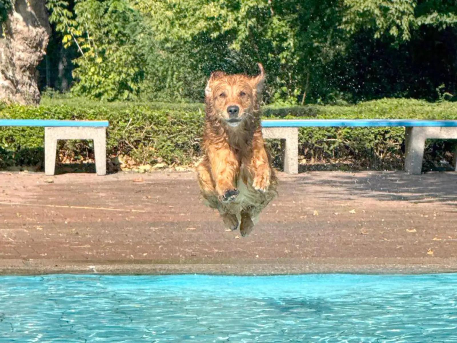 Mit viel Freude und Energie eroberten die Hunde die Schwimmbecken. Foto: Tako Bello