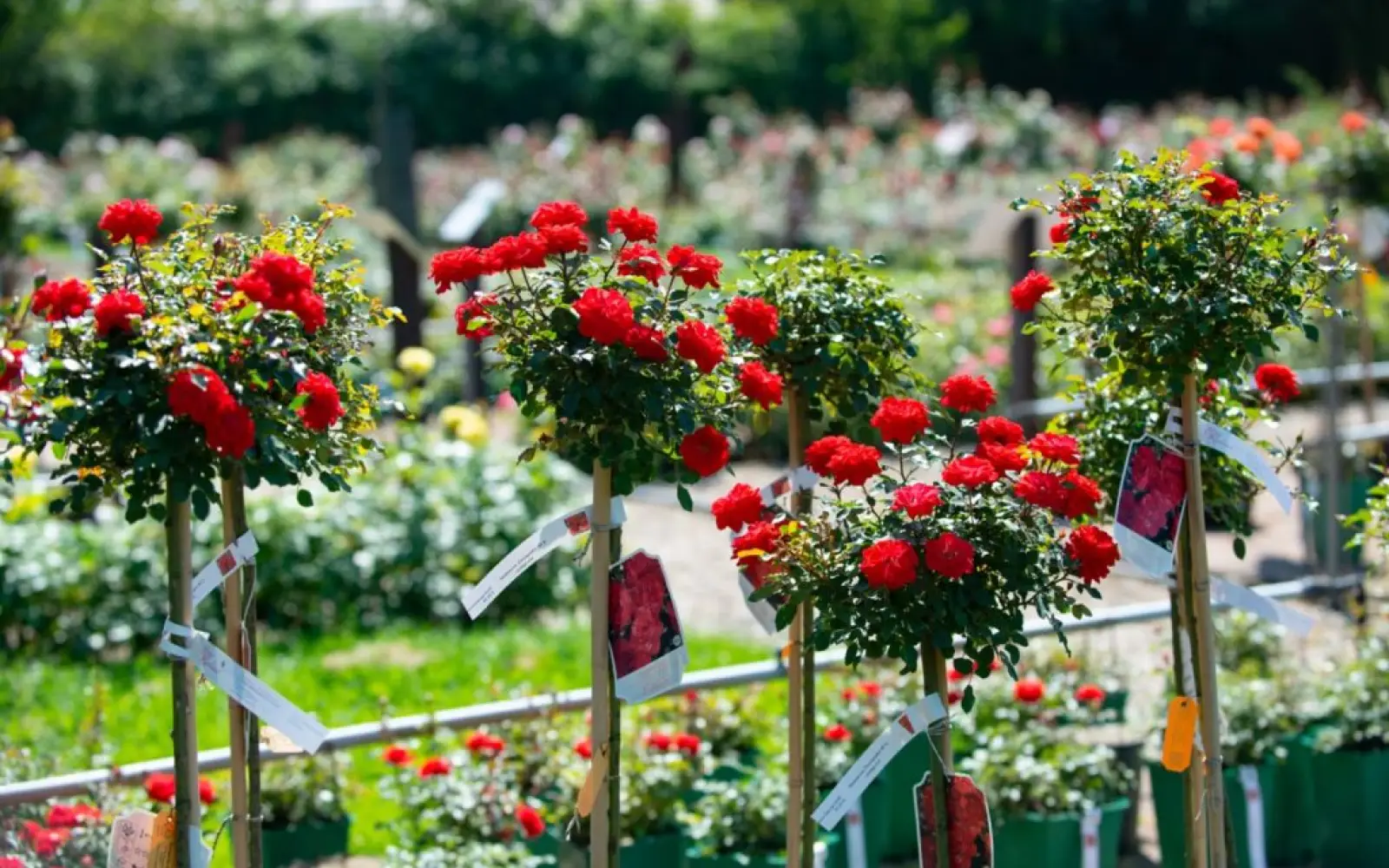 Mit seinen mehr als 50 Rosensorten hat Werner Ruland schon viele Preise gewonnen. Foto: Obermann