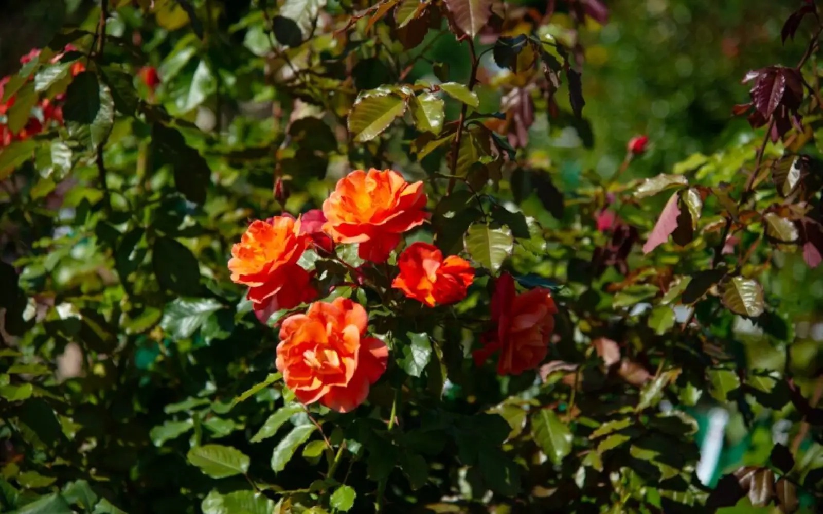 Rosen-Ruland-02-1024x683