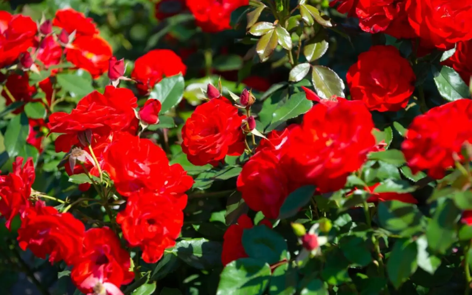 Rosen-Ruland-06-1024x683