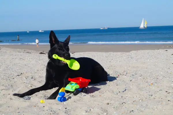 Urlaub mit Hund: So wird die Reise für alle entspannt