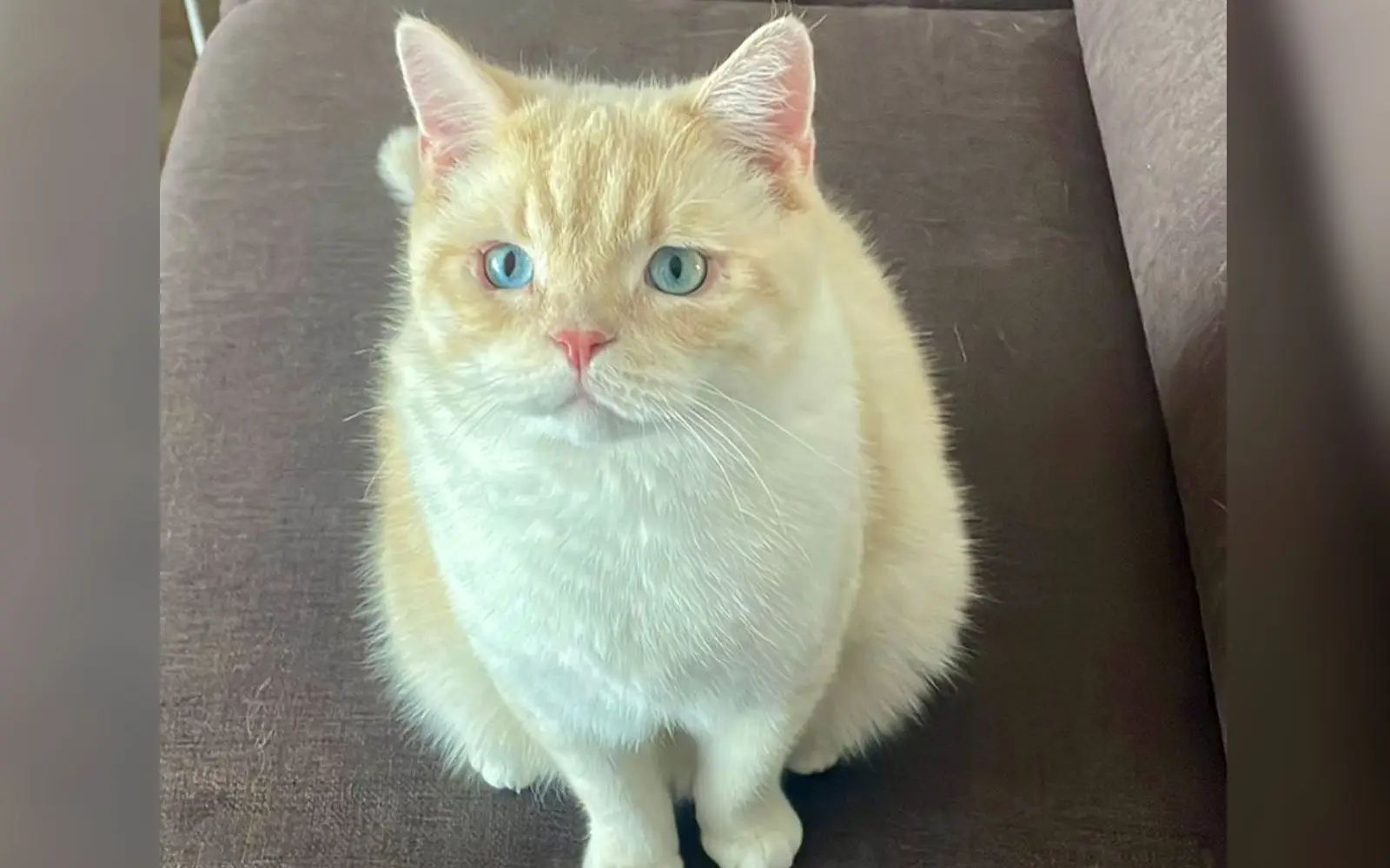 Der zweieinhalb Jahre alte Kater Nemo sucht dringend ein liebevolles Zuhause. Foto: privat