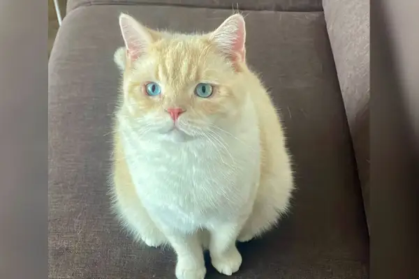 Kater Nemo in Not: Tierhilfe Ratingen sucht dringend ein Zuhause