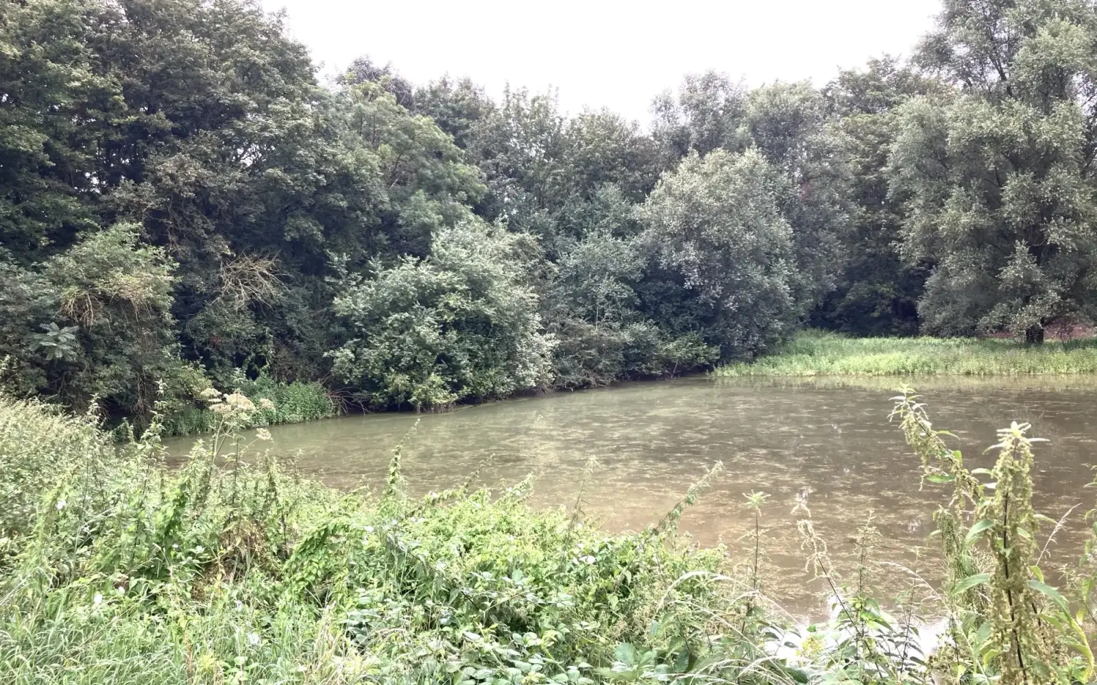 Mit Blaualgen befallen ist der Schwanensee in Huckingen. Archivfoto: sam
