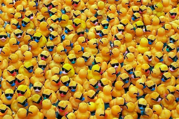 Erfolgreiches Entenrennen im Duisburger Innenhafen für den guten Zweck