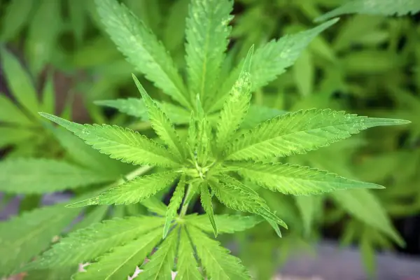 200 illegale Cannabispflanzen in Ehingen entdeckt
