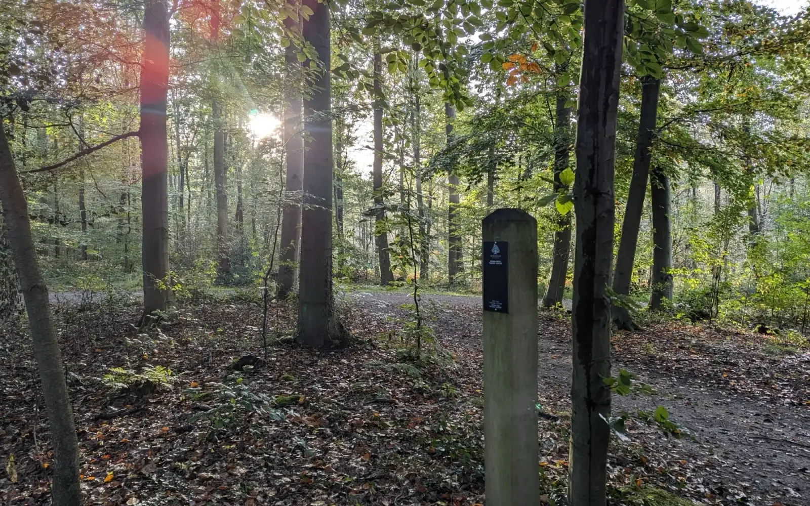 Der Ruhewald Lintorfer Mark bietet eine naturnahe Alternative zur traditionellen Bestattung. Foto: ah