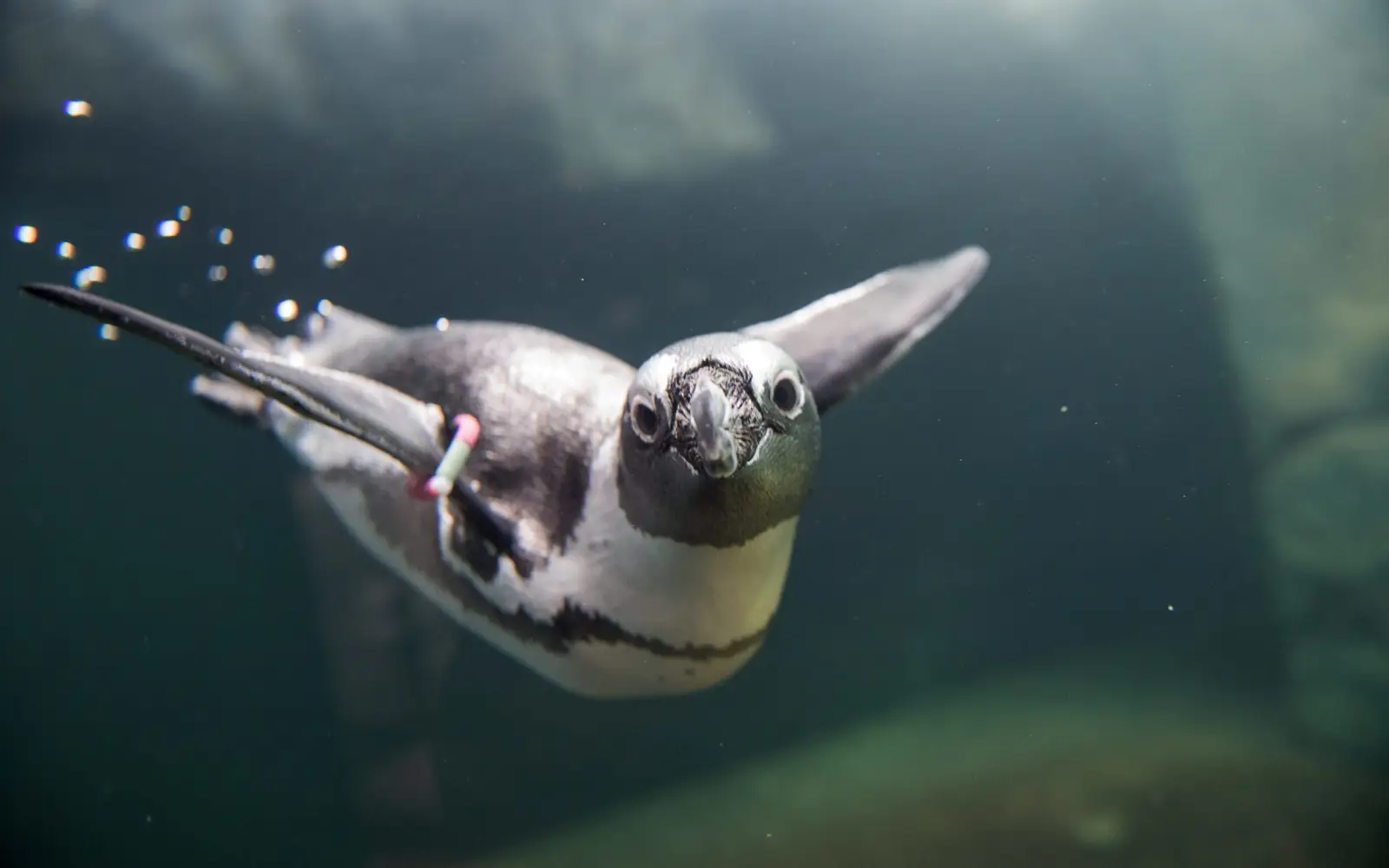 Ein Brillenpinguin (Spheniscus demersus) im frisch gereinigten Wasserbecken des Aquazoo. Archivfoto: Landeshauptstadt Düsseldorf/Uwe Schaffmeister