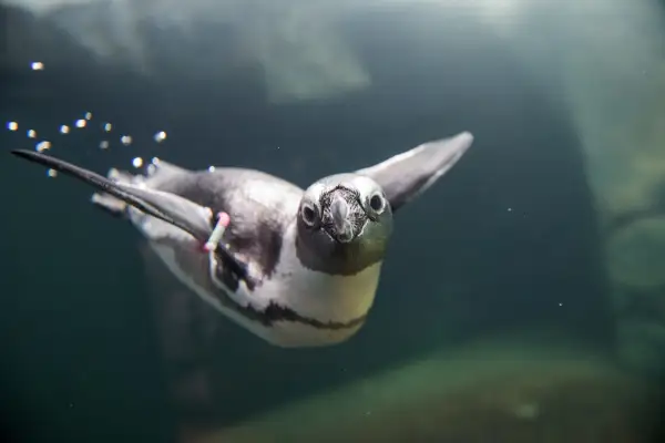 Brillenpinguine zurück im Gehege des Aquazoos