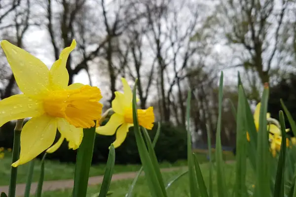 Die Zeit der Blütenträume