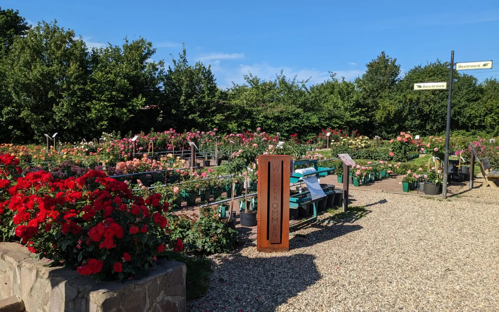 Schon bald wird der Rosengarten von "Rosen Ruland" am Grünen Weg wieder prächtig blühen. Hier gibt es Infos von Rosengärtnerin Maren Gehl. Foto: Rosen Ruland
