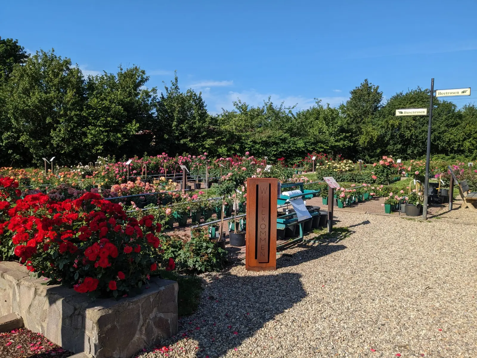 Schon bald wird der Rosengarten von "Rosen Ruland" am Grünen Weg wieder prächtig blühen. Hier gibt es Infos von Rosengärtnerin Maren Gehl. Foto: Rosen Ruland
