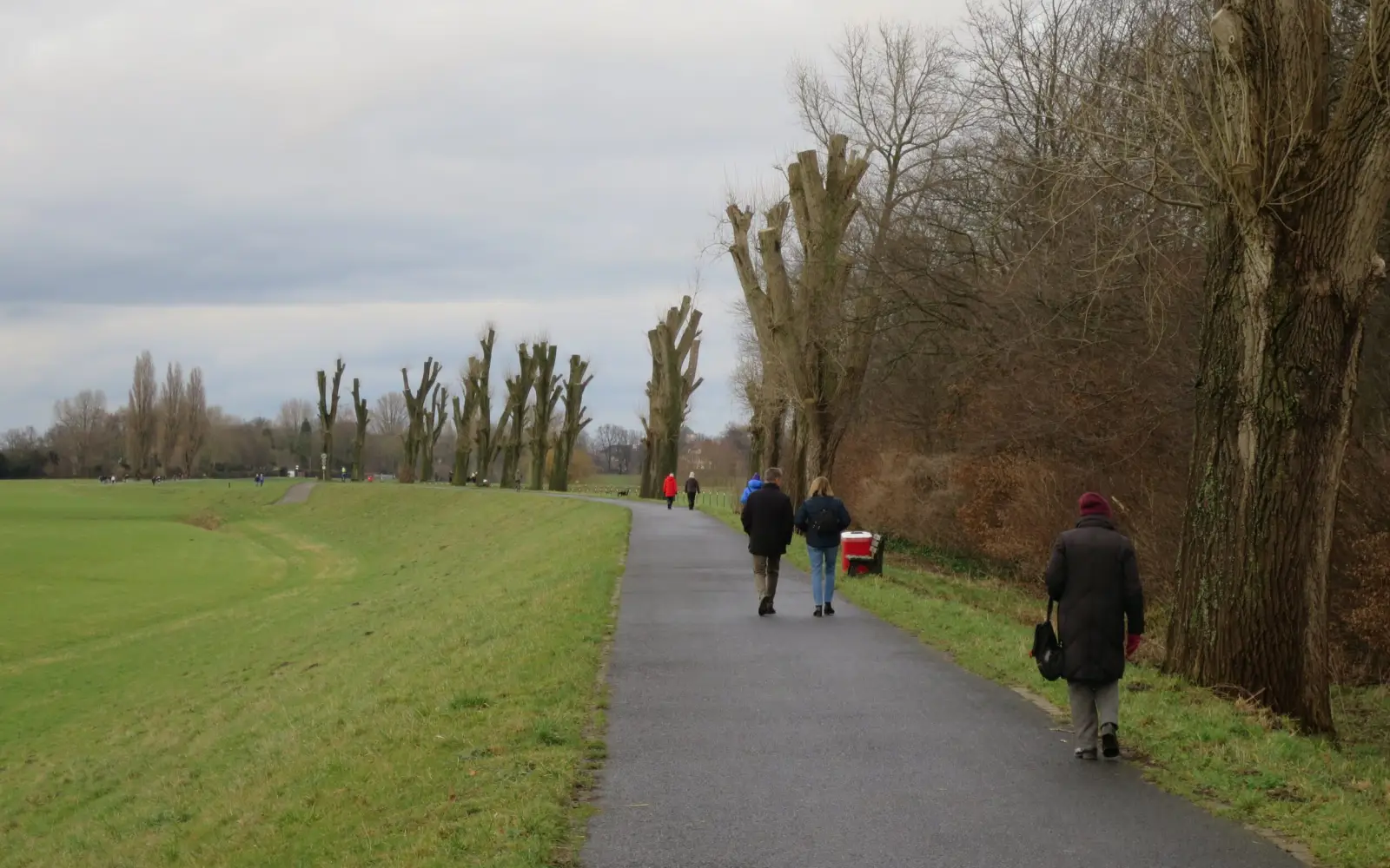 Die riesigen, ca. 70 Jahre alten Pappeln auf dem Lohauser Deich waren in den vergangenen Jahren schon teils gefällt, gekappt und beschnitten worden. Mit dem Deich-Neubau müssen sie ganz weichen. Foto: hs