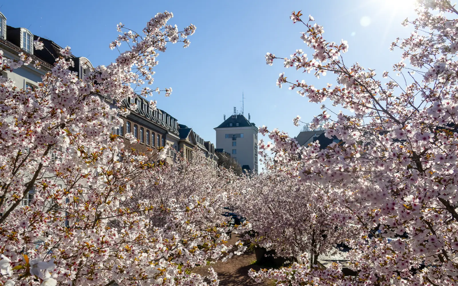 Kirschblüte am Kaiserswerther Markt.	Foto: ah