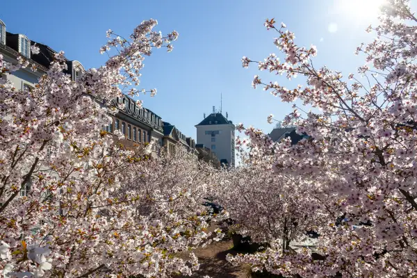 Wenn es wieder rosa leuchtet