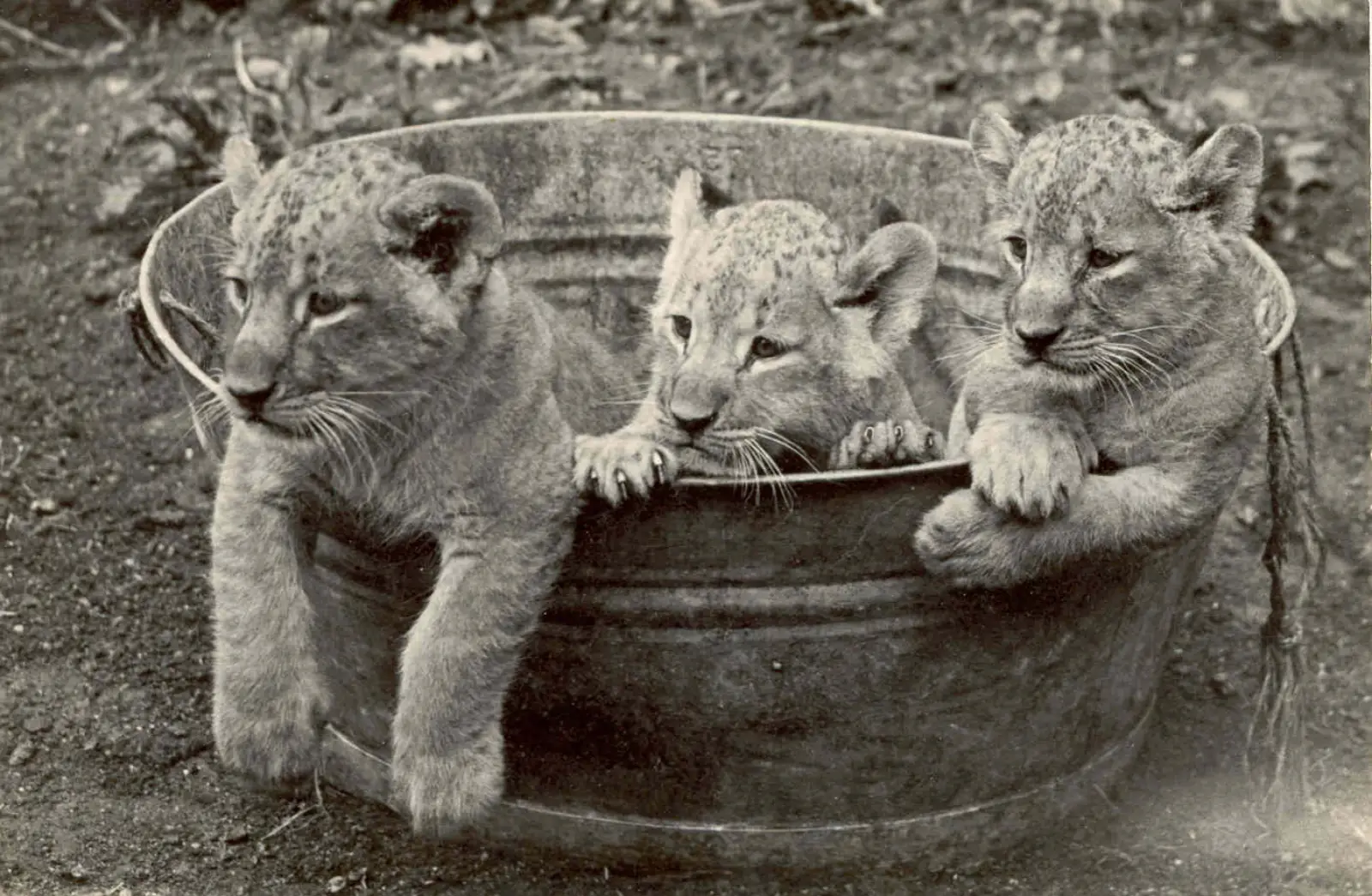 Drei Löwenjungen im Düsseldorfer Zoologischen Garten – historische Aufnahmen wie diese zeigen das einstige Leben an der Brehmstraße. Archivfoto: Aquazoo Düsseldorf