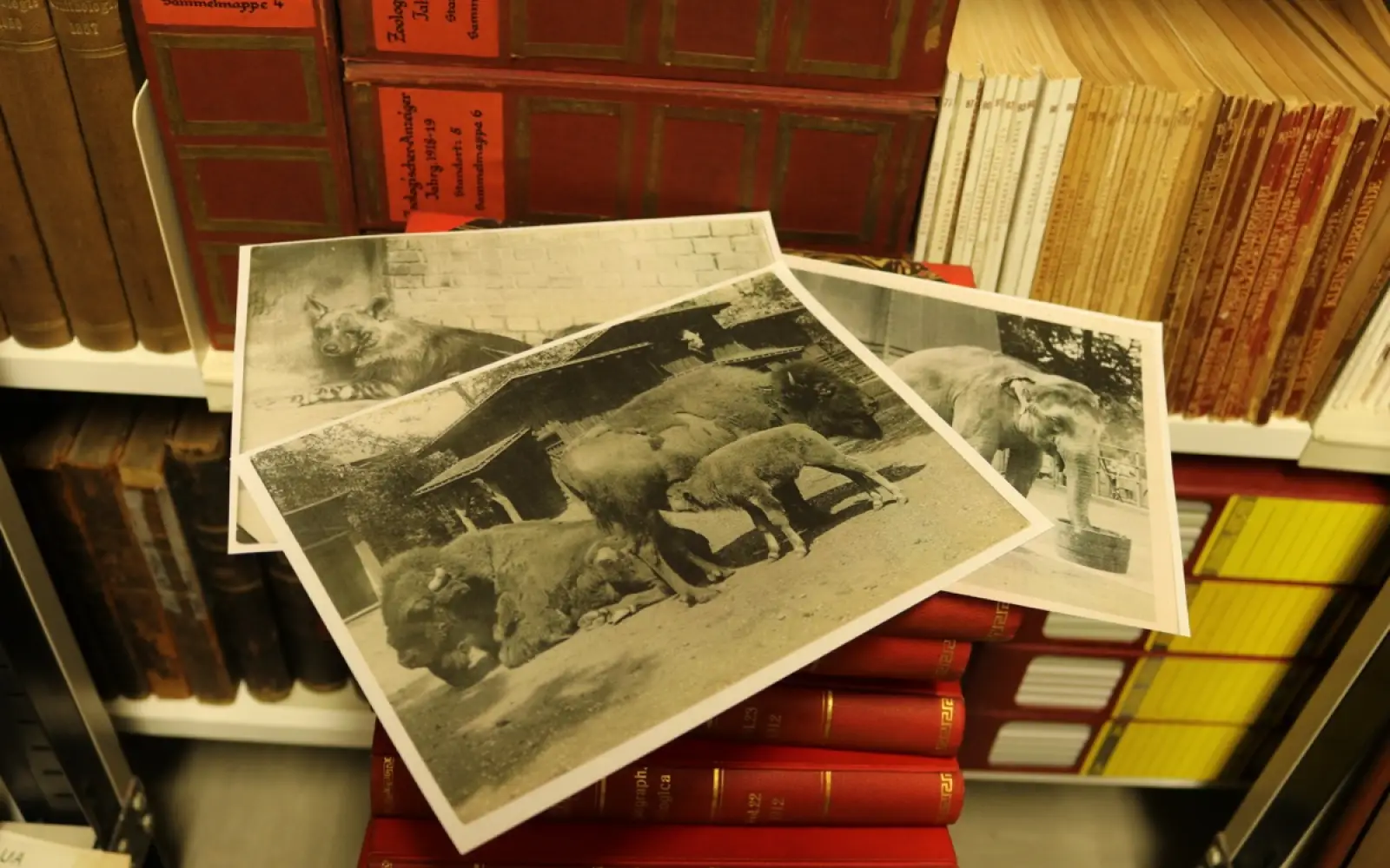 Tiere, Gebäude und längst verschwundene Anlagen des alten Düsseldorfer Zoos zeigen die historischen Fotografien, die der Aquazoo ins Netz stellt. Foto: Aquazoo Löbbecke Museum