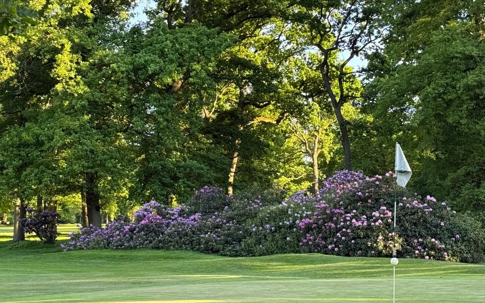 Die Rhododendron-Büsche entlang der Spielbahnen sind charakteristisch für die 9-Loch-Anlage an der Sechs-Seen-Platte. Foto: Niederrheinischer Golfclub Duisburg
