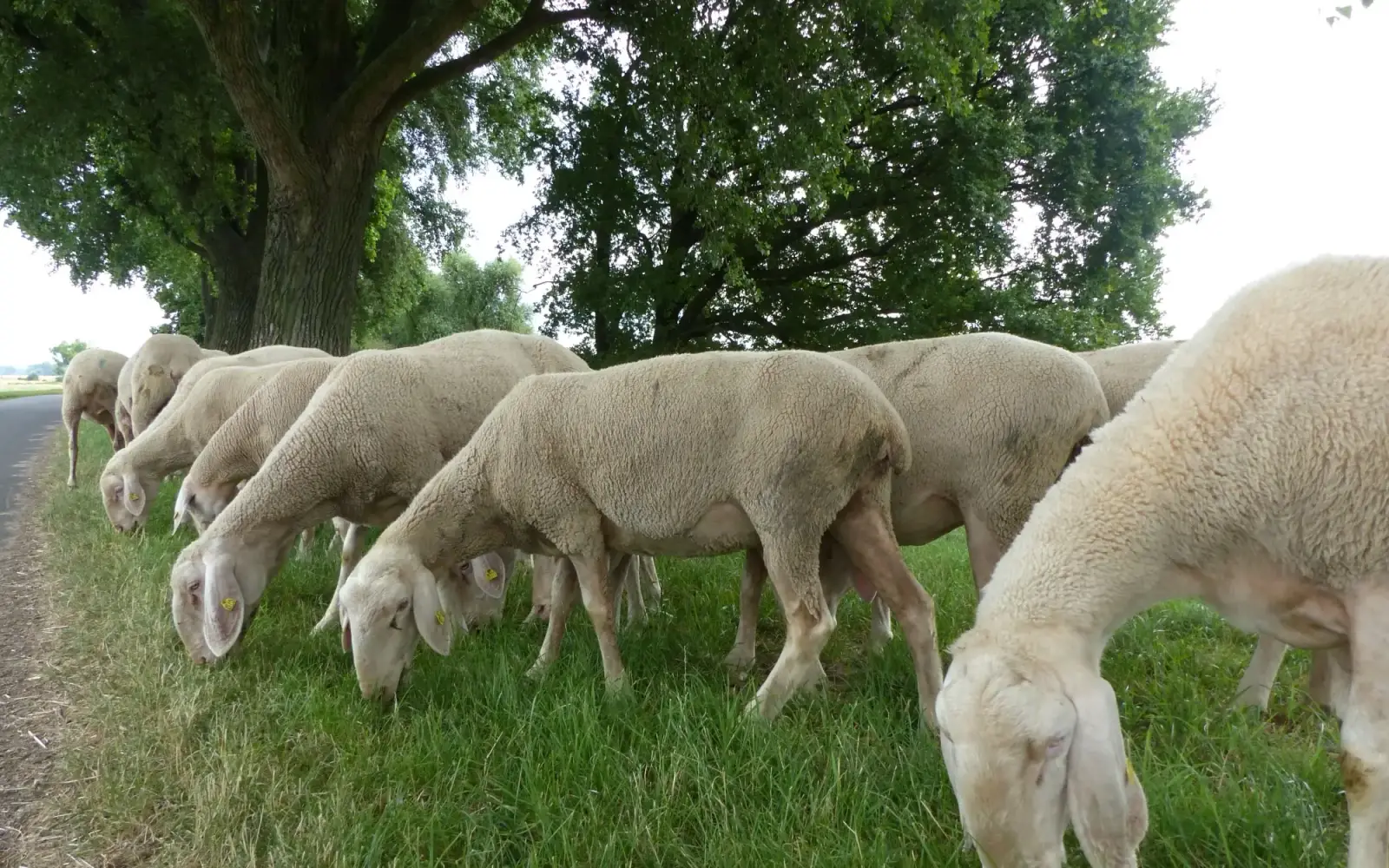 Mahdkonzept fördert Biodiversität auf Düsseldorfer Deichen