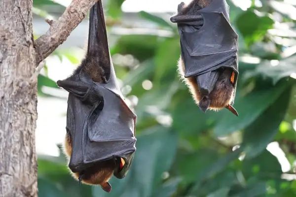 Fledermäuse entdecken: Nachtwanderung im Lantz’schen Park