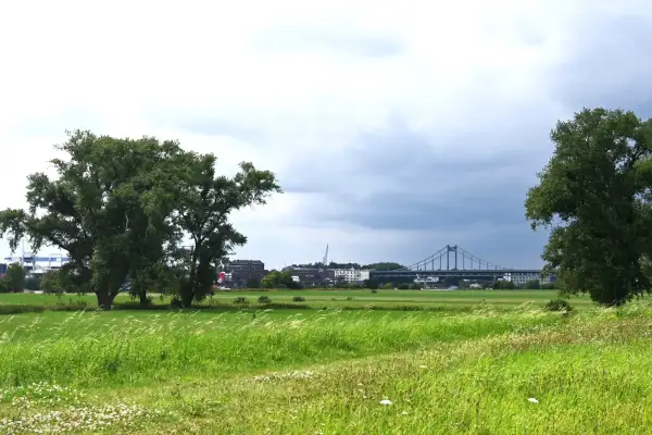 „Rhine clean up 24“ am Samstag: Helfende Hände gesucht