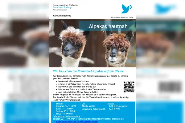 Wir besuchen die Rheinland-Alpakas auf der Weide
