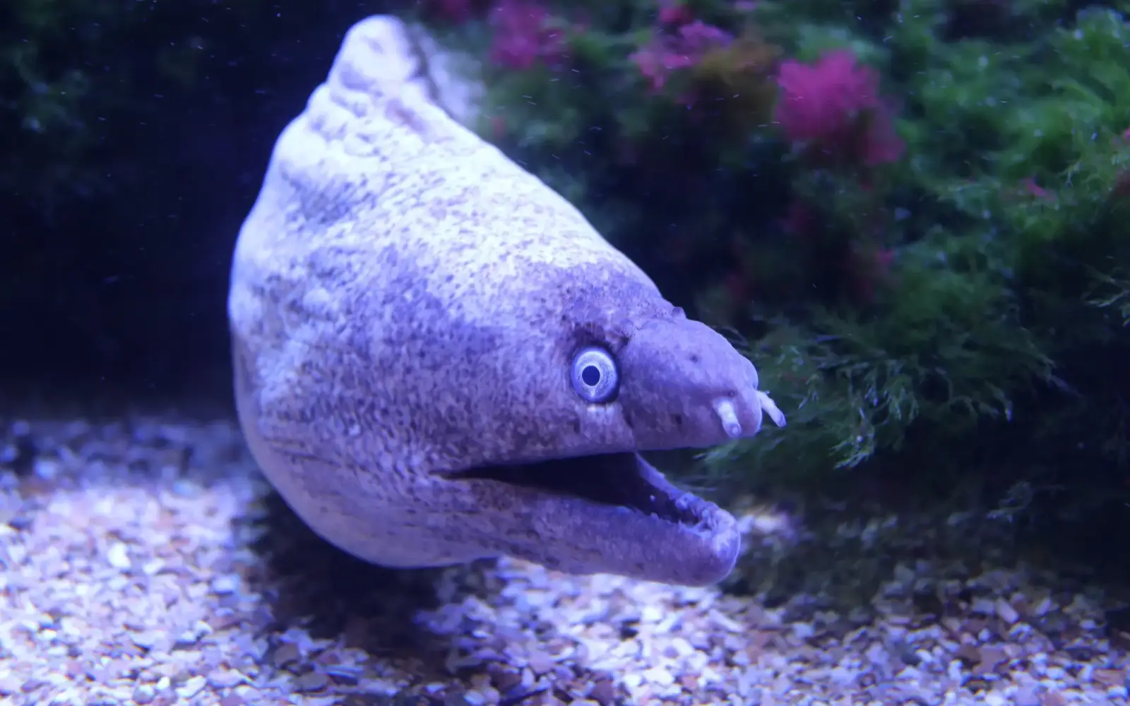 Bei der abendlichen Halloween-Führung im Aquazoo gibt es viele scheinbar schaurige Kreaturen zu entdecken - wie diese Mittelmeermuräne (Muraena helena) © Aquazoo Löbbecke Museum
