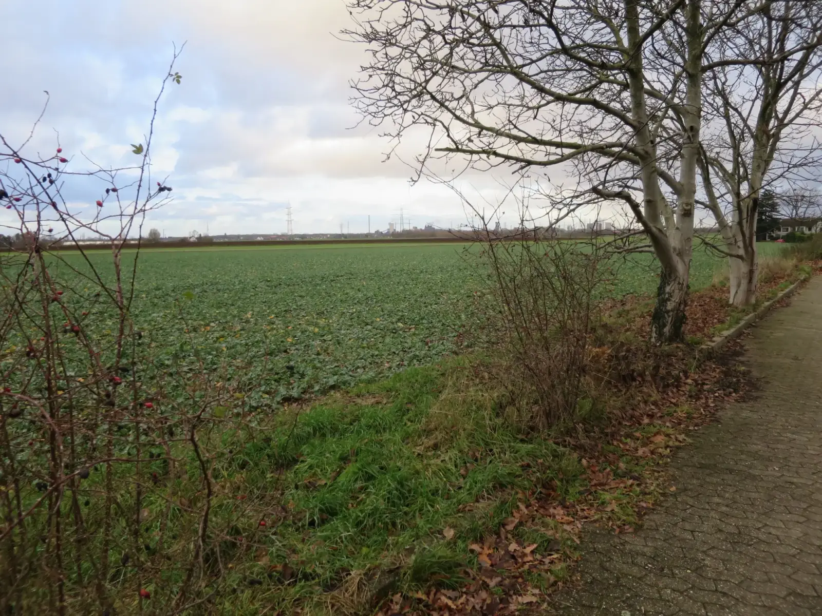 Dieser Acker am Düsseldorfer Stadtrand auf der Nordseite des Wasserwerkswegs in Wittlaer-Bockum, mit Blick auf das Duisburger Industriepanorama, soll jetzt auf der Grundlage eines Bebauungsplans aus 1967 zunächst mit zwei Einfamilienhäusern bebaut we