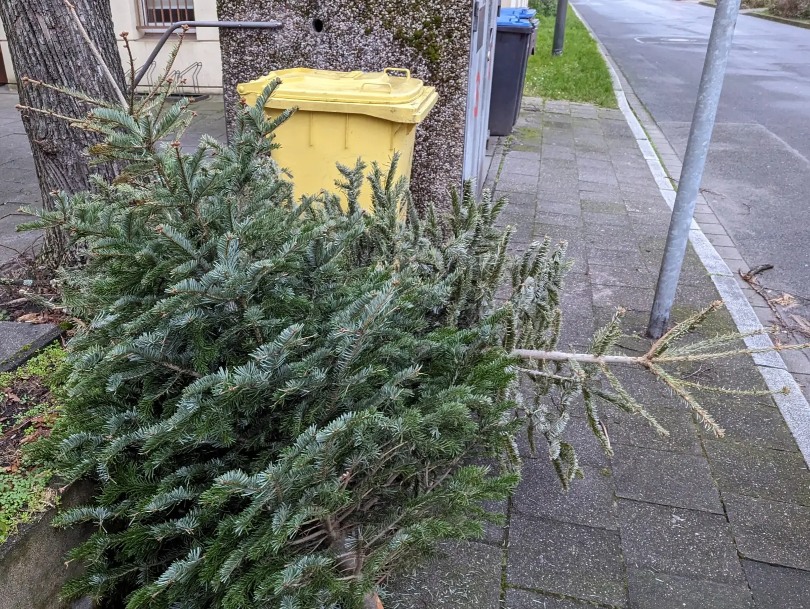 Weihnachtsbaum entsorgen: Vor der Abholung müssen die Bäume von Schmuck befreit und sichtbar am Straßenrand platziert werden. Foto: ah