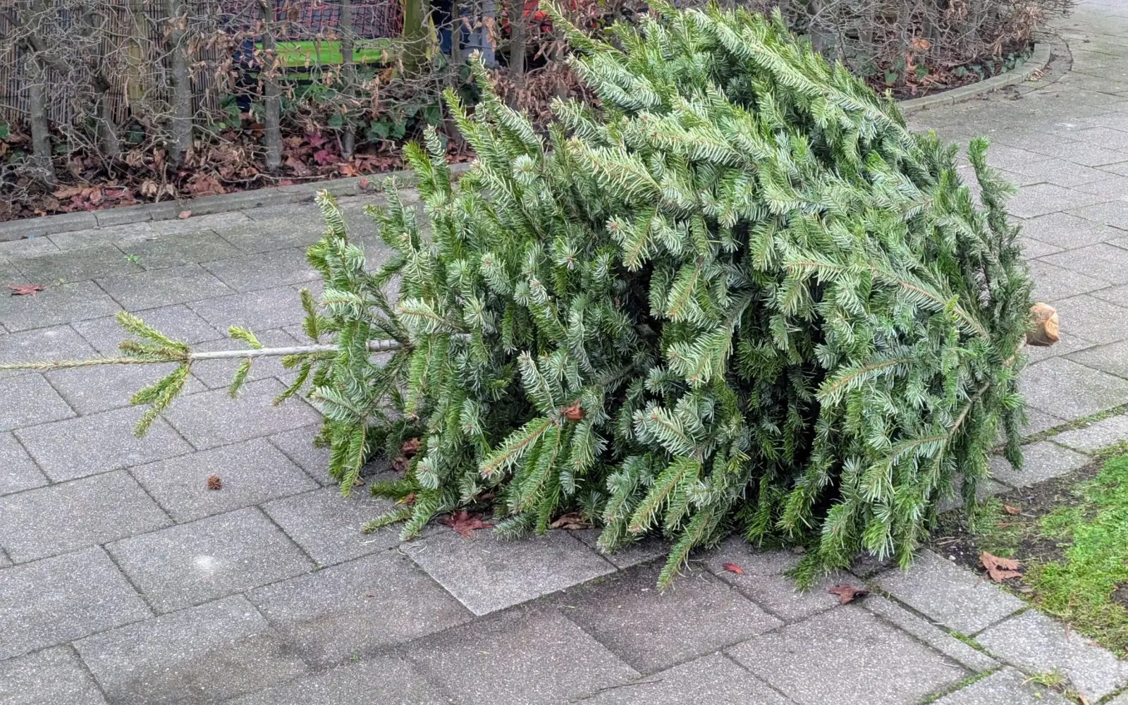Weihnachtsbaum, der am Straßenrand liegt. Foto: ah