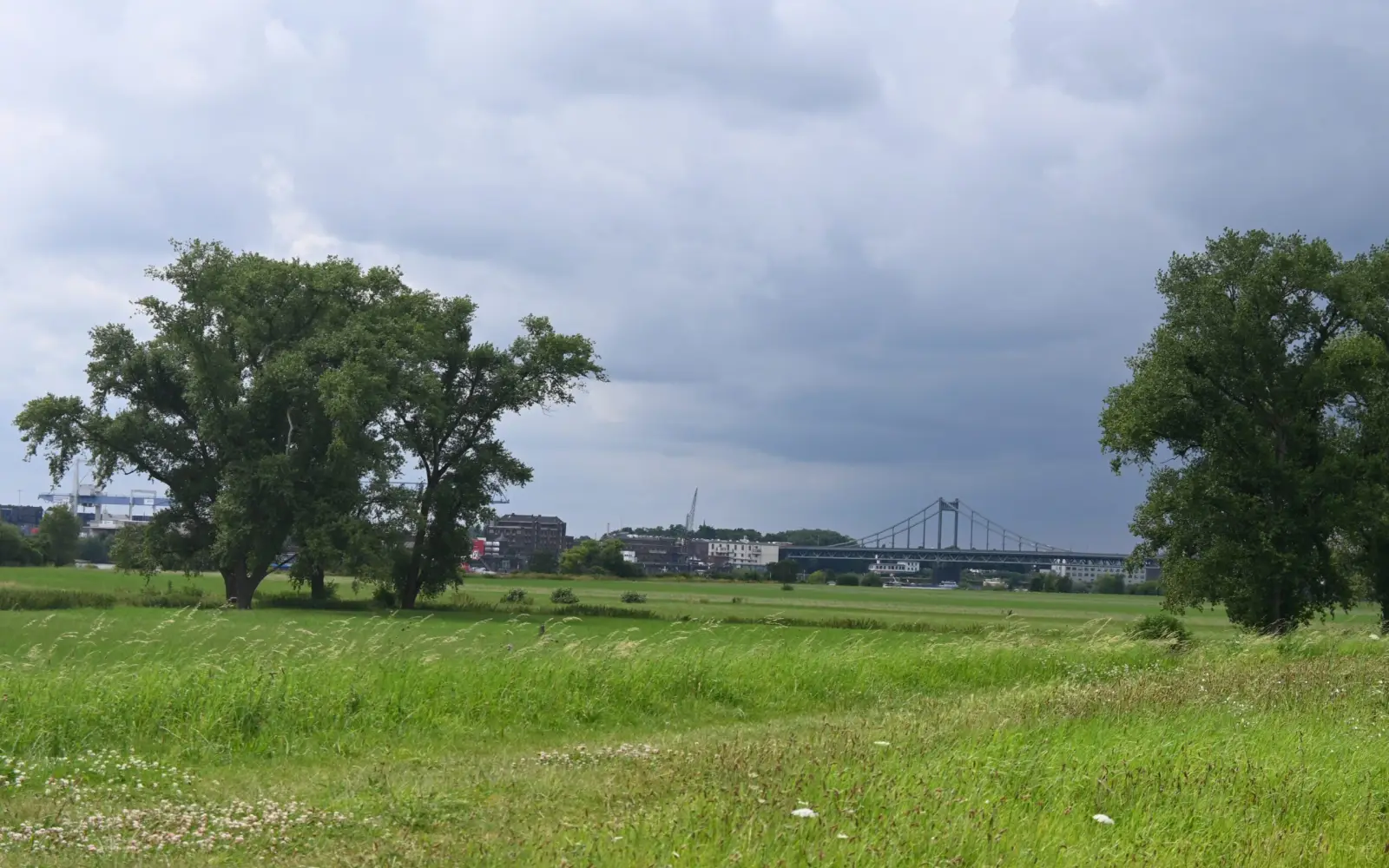 In 2029 soll die Rheinbrücke zwischen Mündelheim und Uerdingen aufgeständert sein. Damit die Bauarbeiten in diesem Sommer beginnen können, werden nun Fällarbeiten durchgeführt. Archivfoto: sam