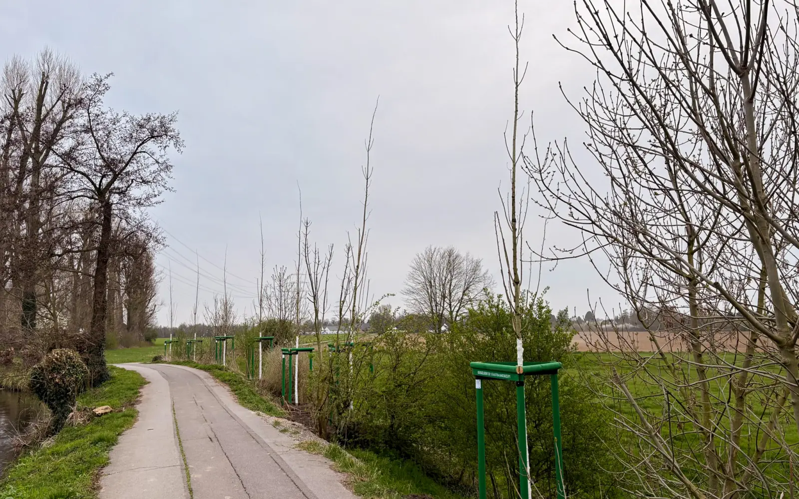 Neue Schwarzpappeln säumen den Gehweg. Foto:cj