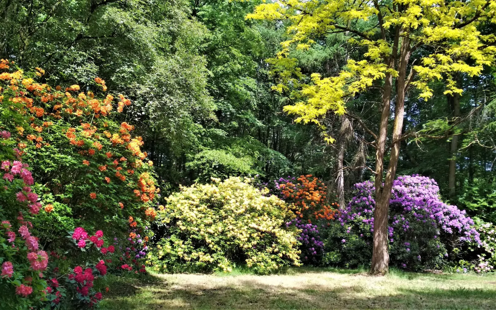 Rhododendronblüte im Schlosspark Heltorf: Wann ist der beste Zeitpunkt für einen Besuch?
