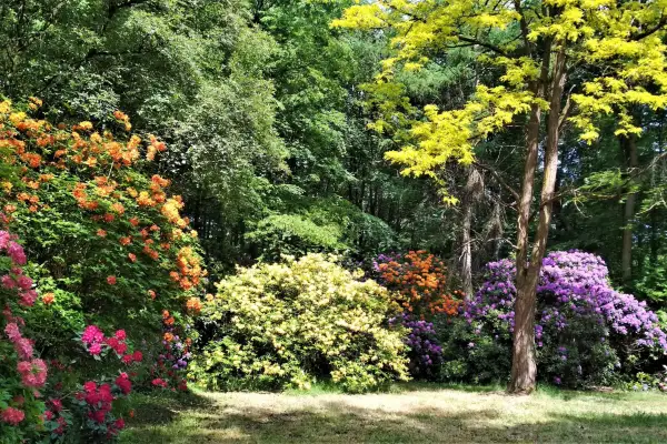 Rhododendronblüte im Schlosspark Heltorf: Wann ist der beste Zeitpunkt für einen Besuch?