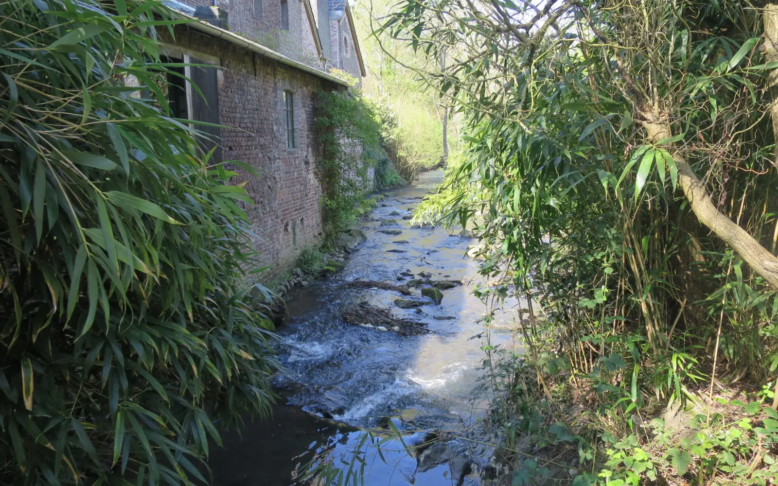Der Schwarzbach, einem Gebirgsbach ähnlich, an der Einbrunger Papiermühle, durchgängig für Fische, aber mit standortfremdem, invasivem Bambus. Foto: hs