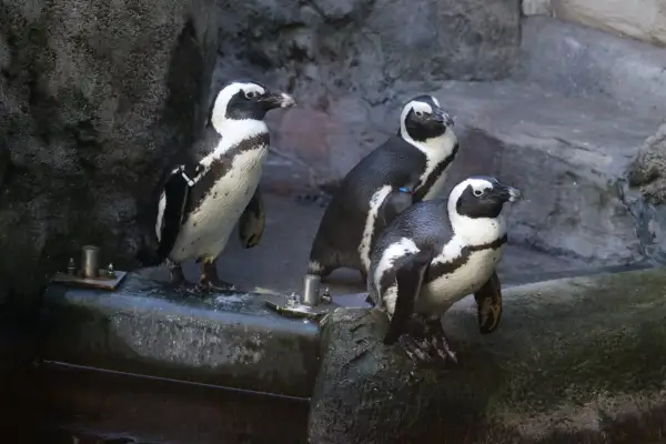 Frühjahrsputz im Aquazoo: Brillenpinguine ziehen vorübergehend ins Innengehege