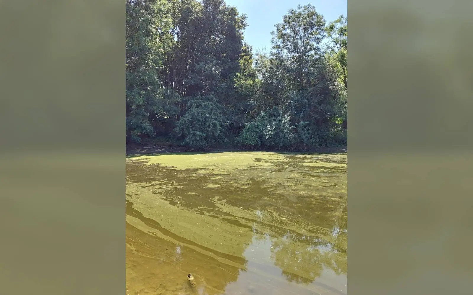 Achtung: Im Schwanenteich in Huckingen haben die WBD Blaualgen festgestellt. Foto: WBD