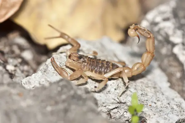 Ein Skorpion sticht am Flughafen Düsseldorf eine Reisende