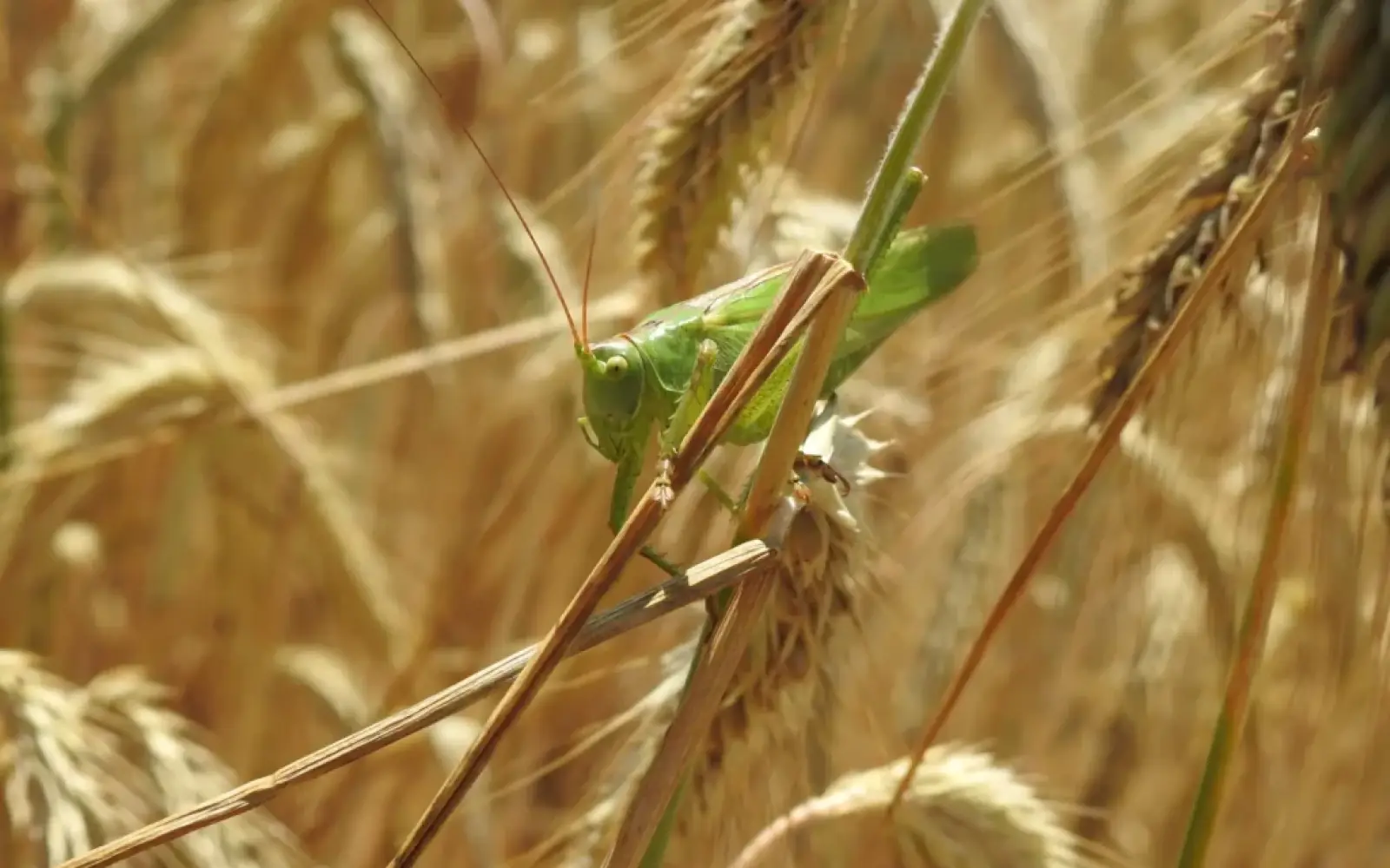 Das Grüne Heupferd (Tettigonia viridissima) ist die größte heimische Heuschrecke und im Spätsommer recht häufig zu sehen. Es ernährt sich überwiegend von anderen Insekten © Landeshauptstadt Düsseldorf/Aquazoo