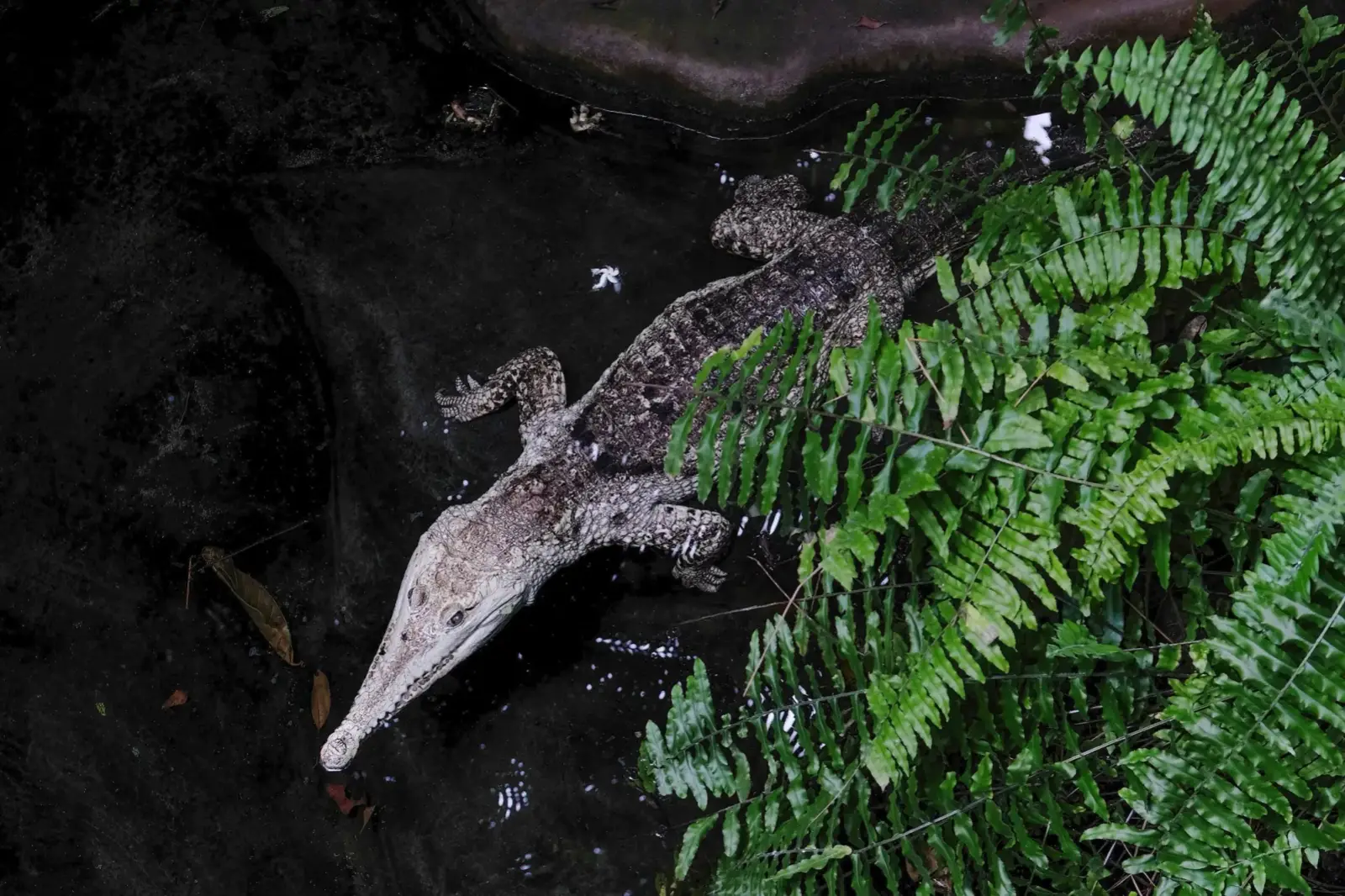 Süßwasserkrokodil "Old Lady" ist mit 60 Jahren die älteste Bewohnerin des Aquazoos
© Landeshauptstadt Düsseldorf/Michael Gstettenbauer