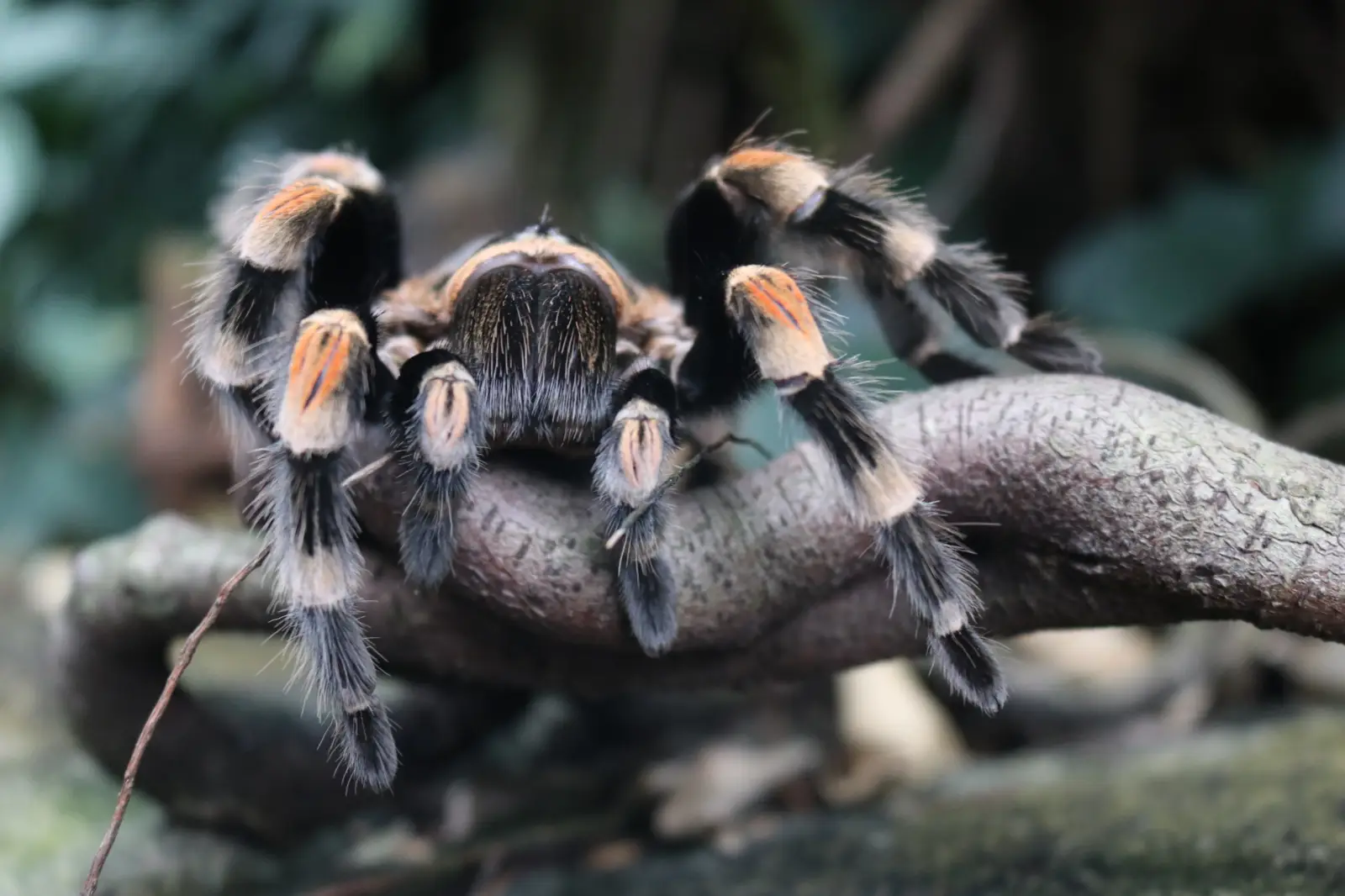 Halloween-Führung im Aquazoo zeigt die unheimlichen Seiten der Natur