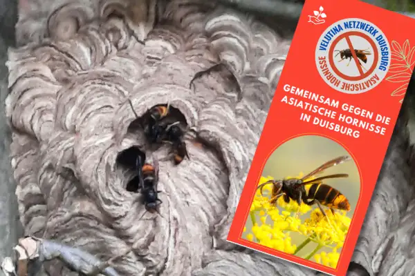 Lindners fordern landesweiten Aktionsplan: „Stoppt die Asiatische Hornisse!“