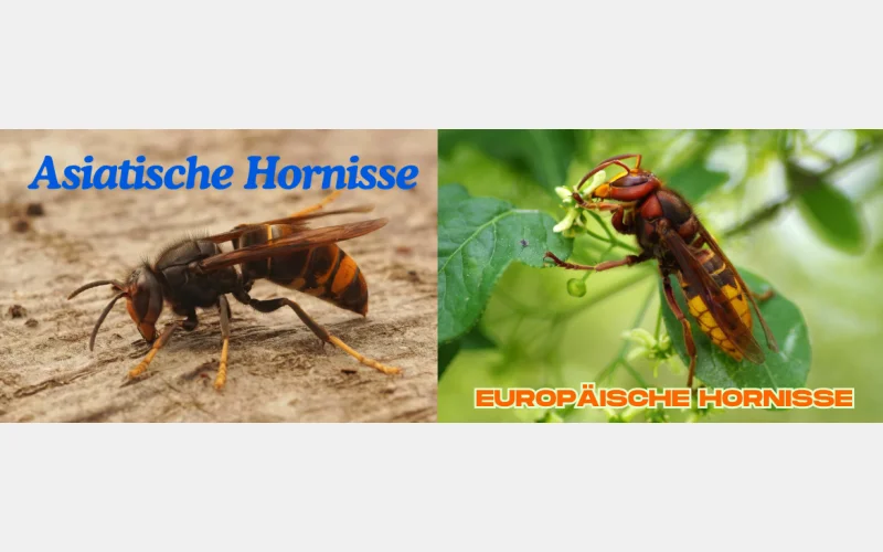 Die Asiatische und Europäische Hornisse sehen unterschiedlich aus. Foto: Bienen Lindner