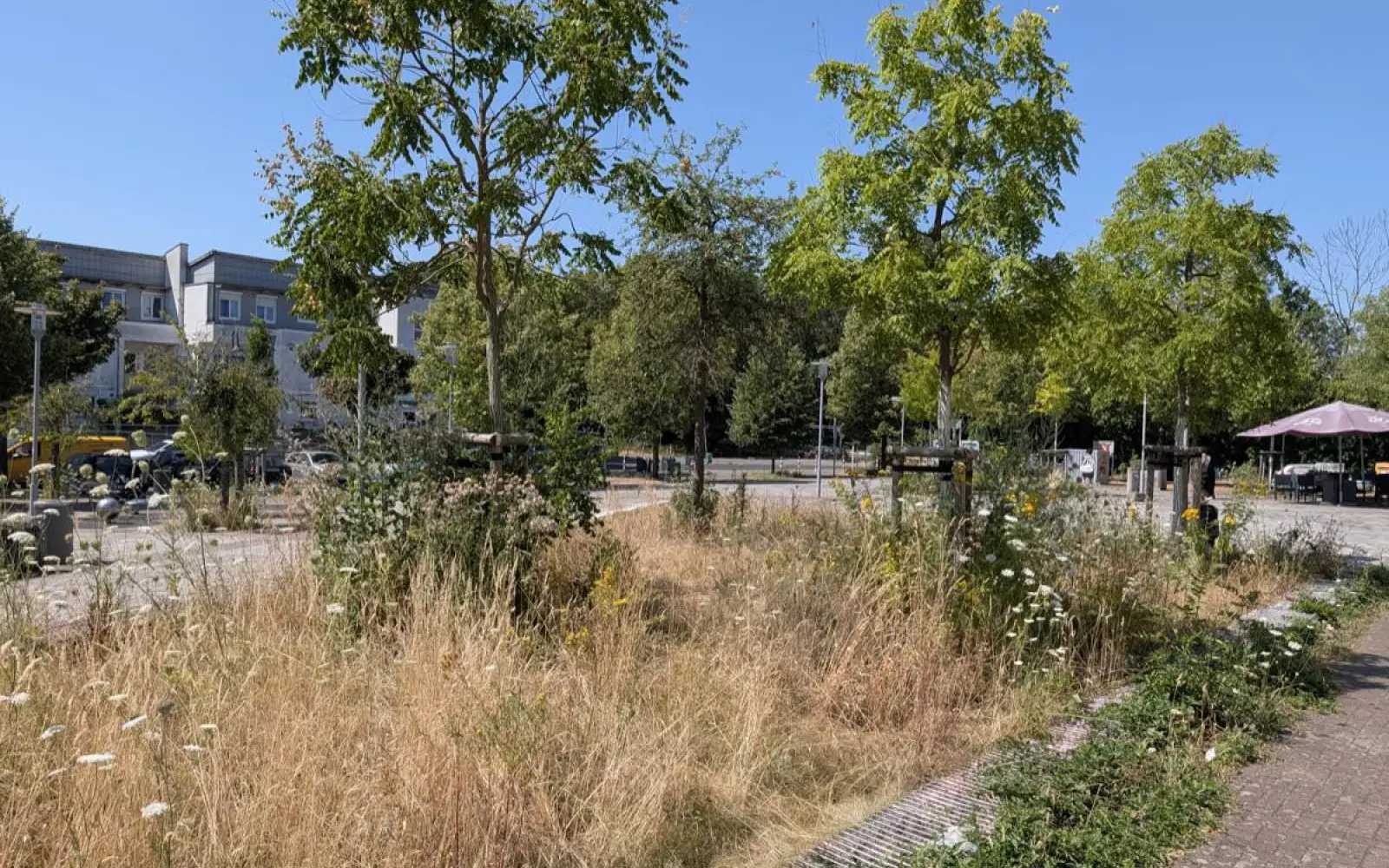 Die ungepflegten Grünflächen auf dem Hannes-Esser-Platz mit dürftigen Baumkronen. Foto: ah