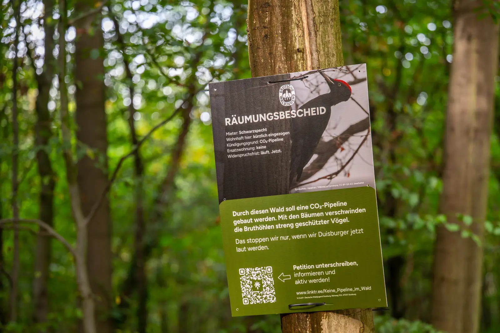 Mit einem „Räumungsbescheid“ für den Schwarzspecht machen Naturschützer auf die geplante CO₂-Leitung durch den Wald aufmerksam. Foto: Tanja Pickartz/Stadt Duisburg